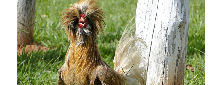 Sei un pollo!